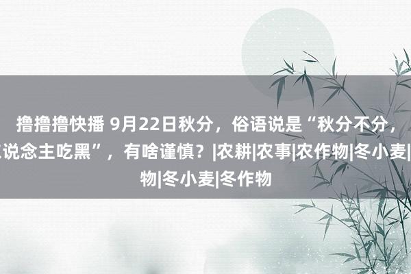 撸撸撸快播 9月22日秋分，俗语说是“秋分不分，来年东说念主吃黑”，有啥谨慎？|农耕|农事|农作物|冬小麦|冬作物